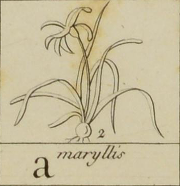 Sketch of amaryllis, name written below.